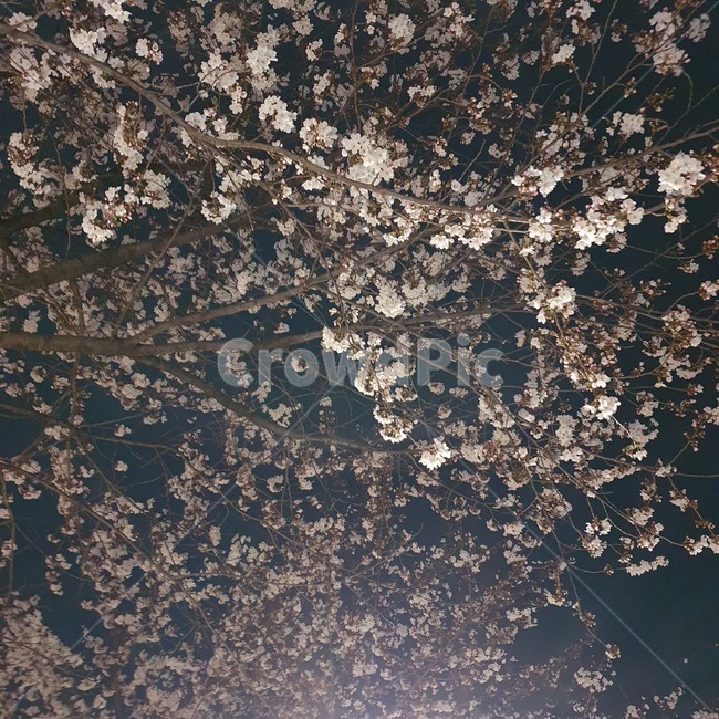 cherryblossom,벚꽃,꽃,blossom,flower