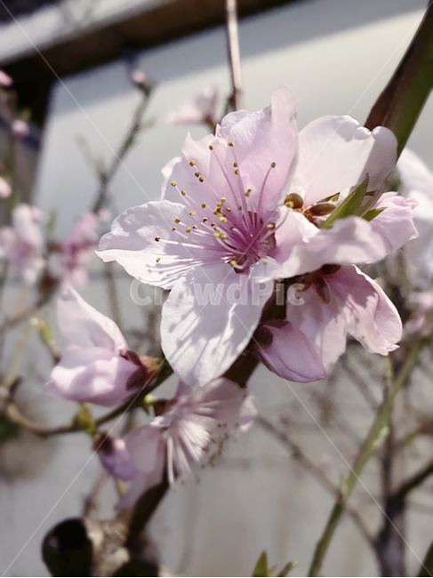 plant,식물,cherryblossom,flower,spring,봄,꽃,벚꽃,접사컷,감성,힐링,화사함