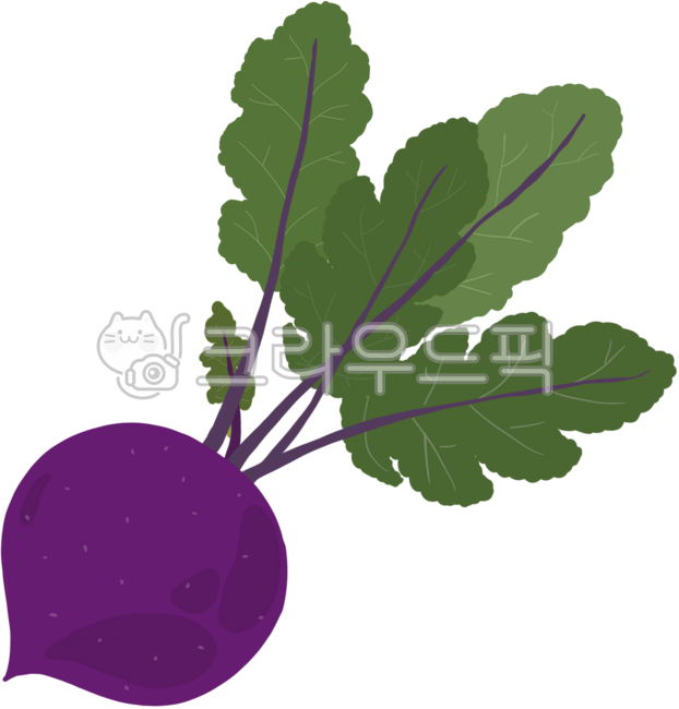 beet,root vegetable,vegetable,vegetable,health,health ingredients,food,food,beet,red radish