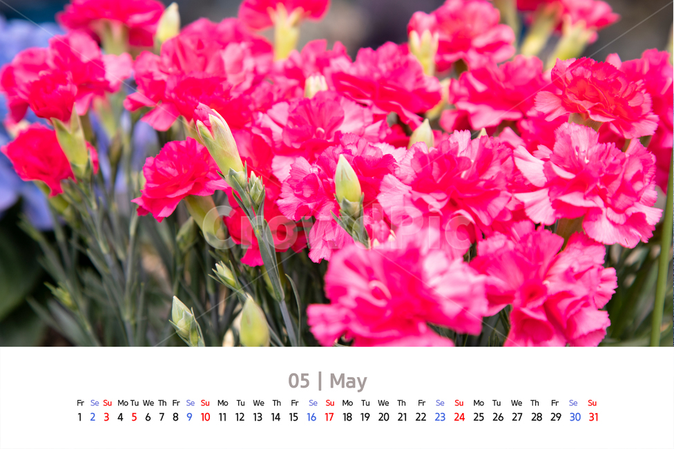 꽃,자연,카네이션,어버이날,생일,축하,이벤트,감사,식물,선물,기념일,줄기,꽃잎,녹색,아름다운,배경,검은색,붉은색,생활,꽃향기,야생,잎사귀,5월,카렌다,달력,날짜