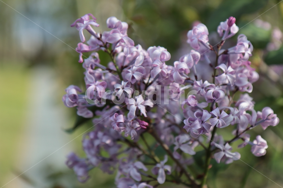 꽃,flower,보라색,봄꽃,봄,spring,식물,plant,플라워,blossom,꽃잎