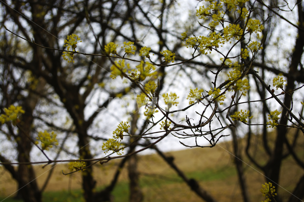 산수유,자연,nature,식물,plant,꽃,flower,나무,봄,spring,계절,봄,계절,spring,season,식물,자연,plants,nature,꽃,flower,tree