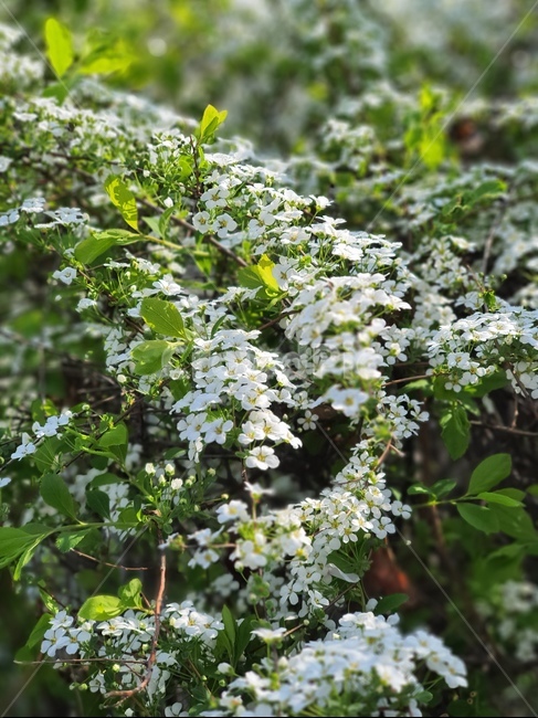 plant,식물,꽃,flower,spring