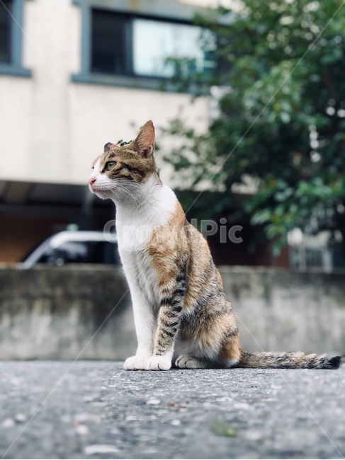 길고양이,고양이,새끼고양이,동물,일상,빈티지,cat