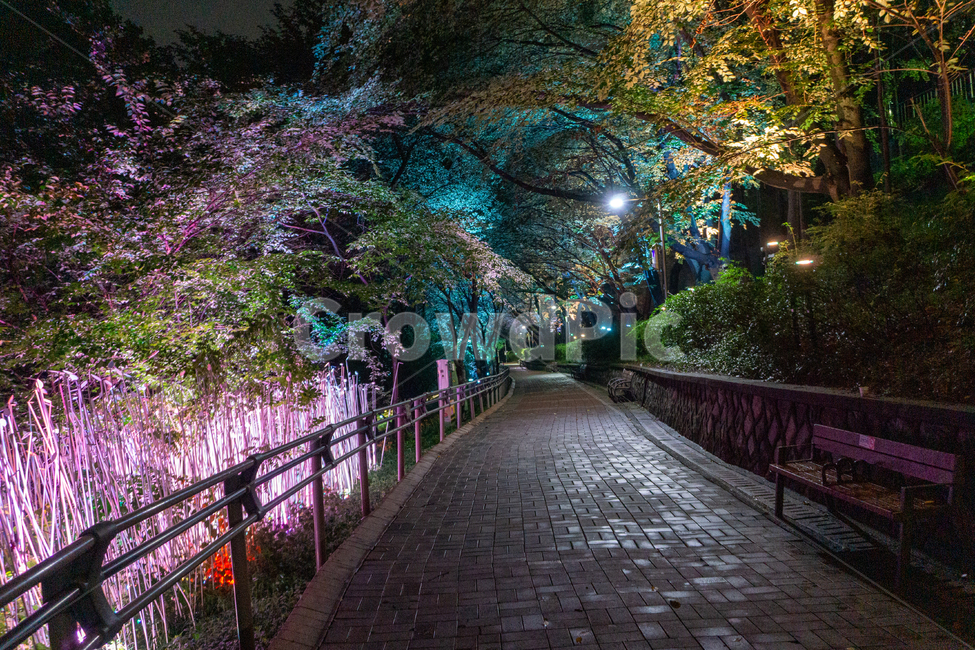 인천,자유공원,야경,led,조명,야간,동인천,차이나타운,숲,나무,공원,산책,산보,산길,오솔길,통로,보도,숲속,형형색색,forest,path,lane,trail,walkway,길,수풀,벤치,의자,bench,자연,park,tree,nature,풍경,landscape,scenery,scene,view,night,nightview,nightscene,lighting,illumination,lamp,light,colourful