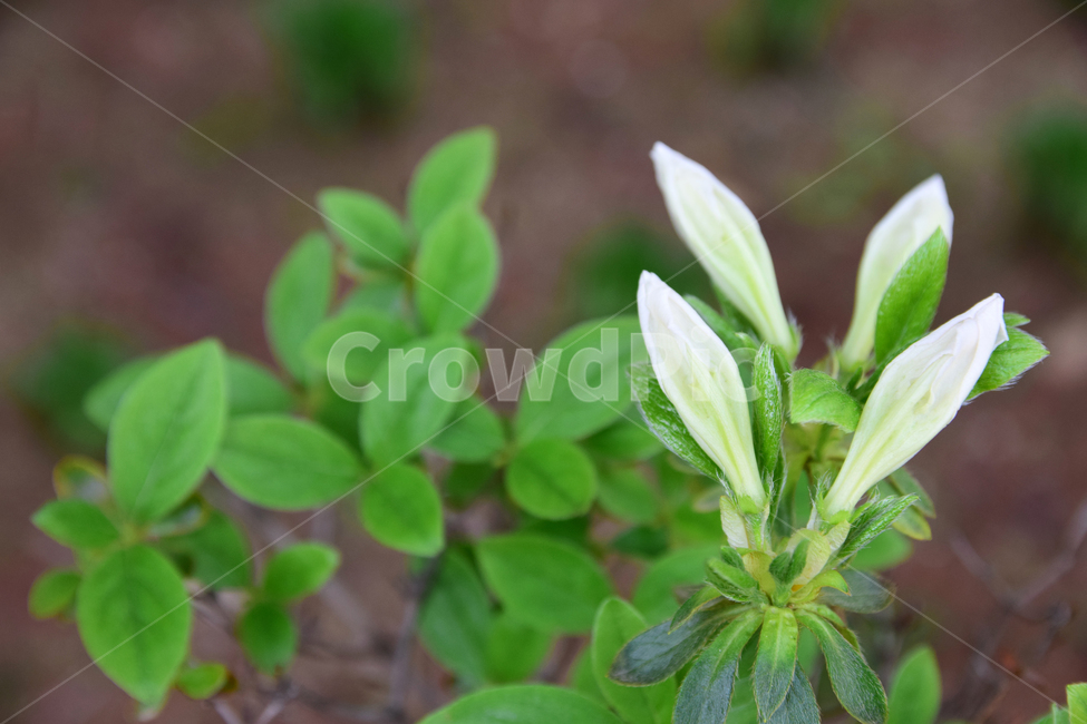 철쭉,진달래,힌철쭉,꽃,자연,식물,힌,white,나무,힌꽃,nature,flower,꽃잎,plant,바탕,색감,감성,식물,자연,plants,nature,꽃,flower