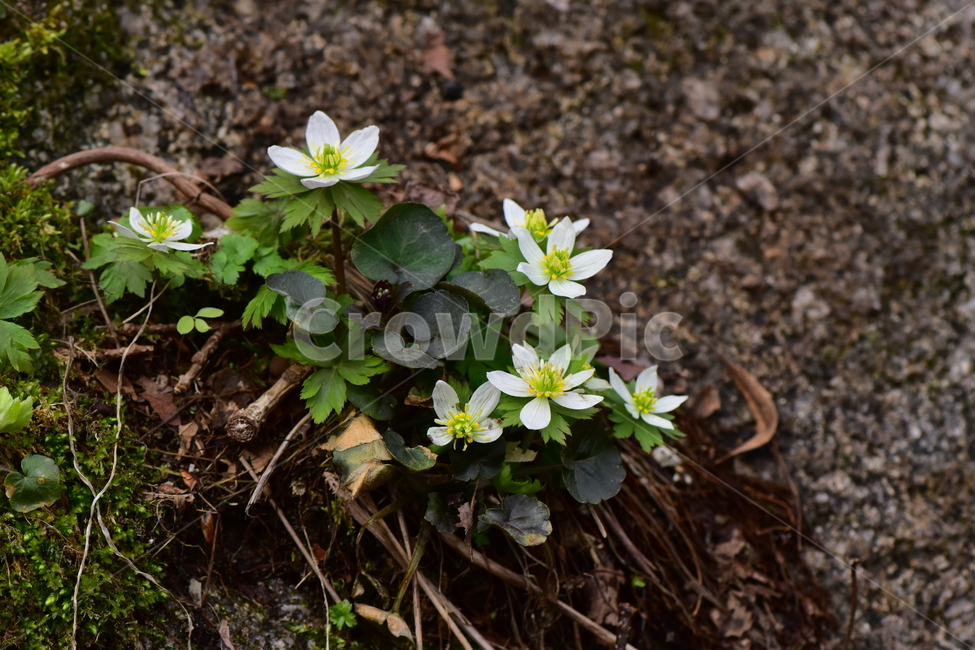 모데미풀,야생화,봄,꽃,풀꽃,자연,식물,식생,plants,nature,spring,season,flower