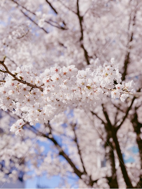 벚꽃,봄,나무,꽃,분홍꽃,벚꽃놀이,flower,tree,봄,계절,spring,season,꽃,flower,plant,식물,blossom