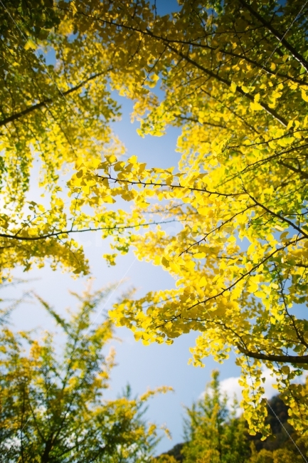 가을,은행나무,노란색,단풍,감성,가을,계절,fall,autumn,season,식물,자연,plants,nature,휴식,힐링,rest,relaxation,healing,tree,나무,plant,leaf,잎
