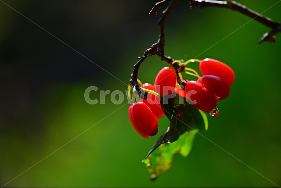 plant,식물,food,음식,fruit,과일,산수유,열매,산수유열매,약용식물,건강식품,결실,빨강색,비,물방울,가을,과일,열매,fruit
