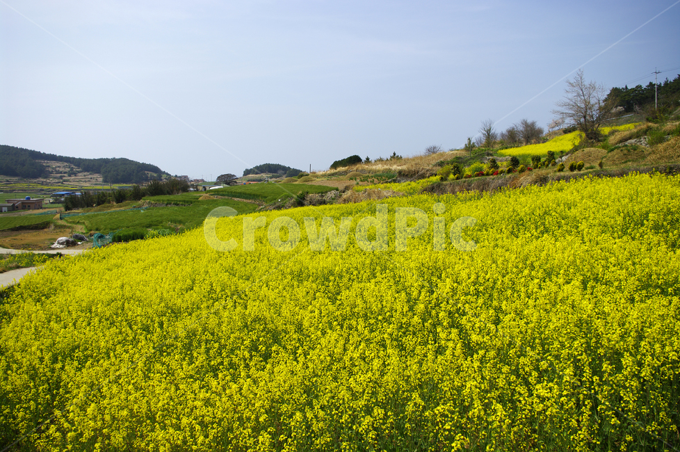 유채꽃,꽃밭,꽃,flower,계절,봄,spring,하늘,구름,풍경,봄,계절,spring,season,자연,풍경,nature,landscape,grassland,목초지,field,들,outdoors,옥외