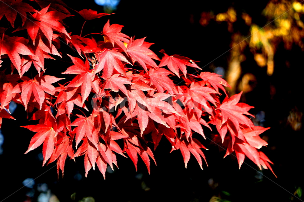 가을,계절,나무,풍경,자연,가을,계절,fall,autumn,season,식물,자연,plants,nature,plant,leaf,잎,tree
