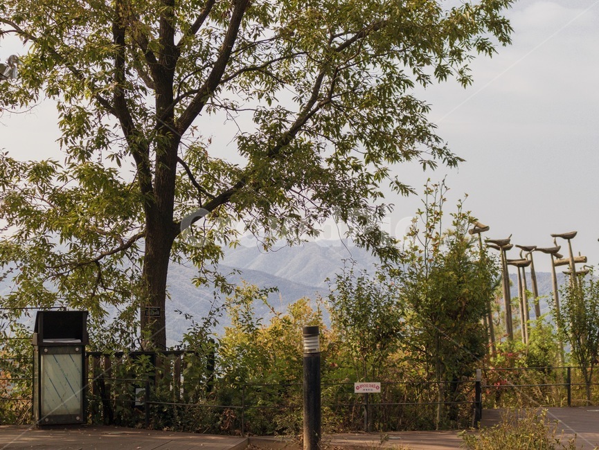 나무,tree,outdoors,옥외,자연,nature,식물,자연,plants,nature,나무,trees,wood