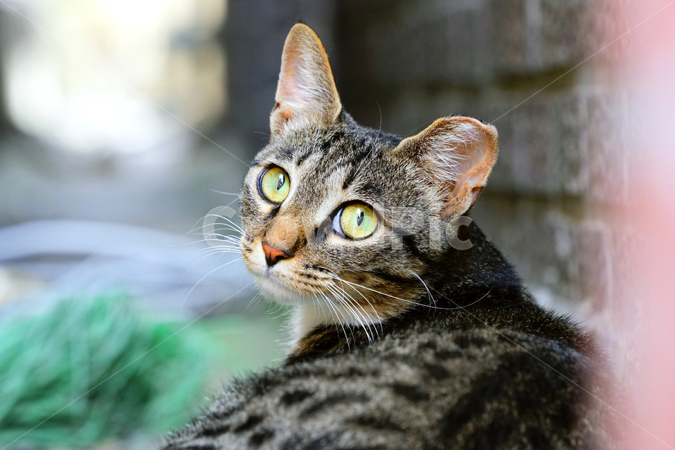 고양이,길고양이,길냥이,야옹이,냐옹이,애완묘,반려묘,애완동물,펫,캣,도둑고양이,야생동물,pet,cat,alleycat,wild,wildlife,mammal,animal,동물,animal,포유류,mammal,고양이,cat,kitten,kitty
