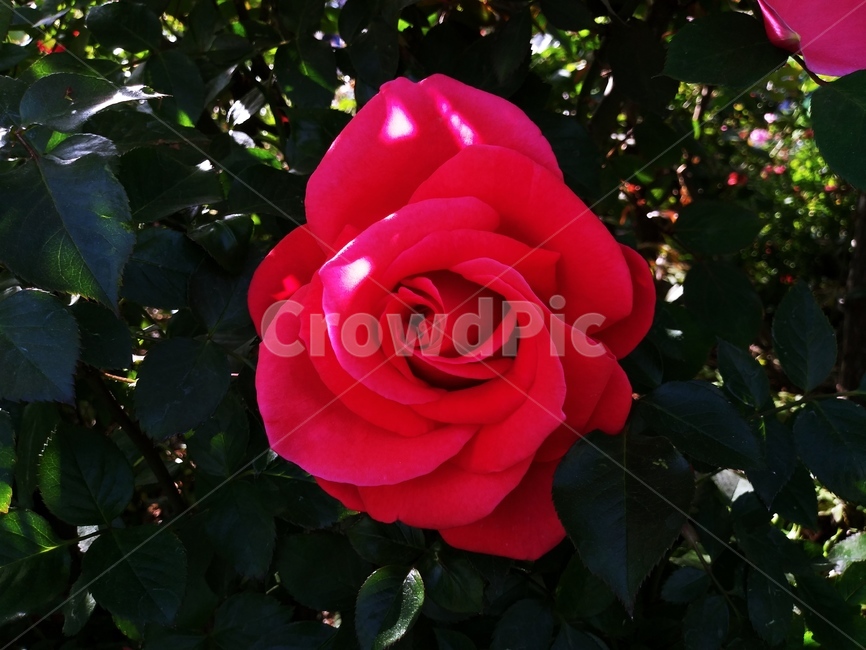 꽃,로즈,빨간꽃,로맨틱,빨간장미,장미,식물,자연,plants,nature,꽃,flower