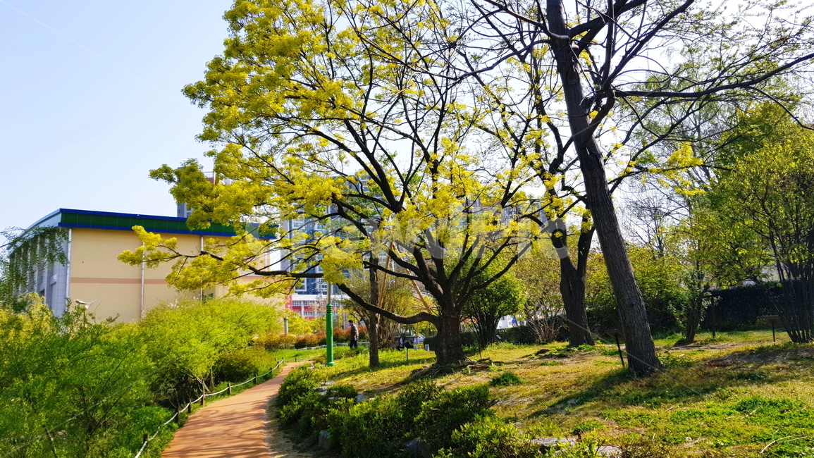 공원,나무,정원,가든,산책로,자연,풍경,nature,landscape,tree,plant,식물,tree trunk,나무 줄기