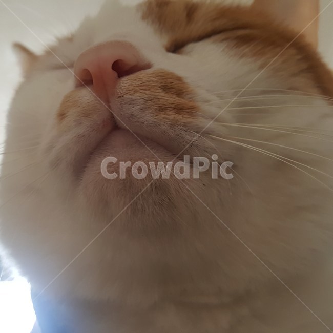 고양이코,고양이입,고양이주둥이,고양이,고양이근접샷