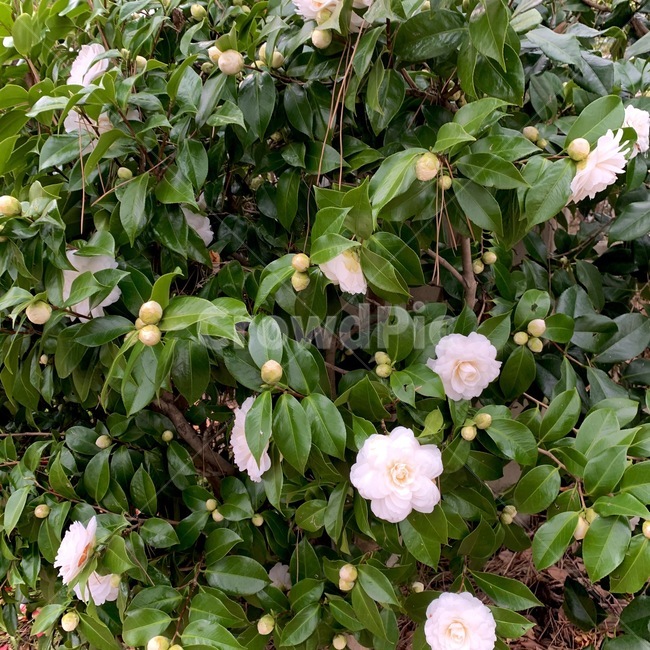 plant,식물,flower,꽃,blossom