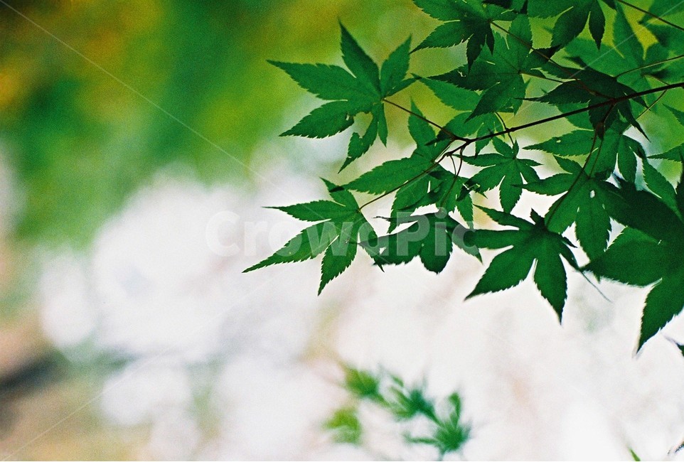 녹색단풍,잎사귀,나뭇잎,green,자연,식물,자연,plants,nature
