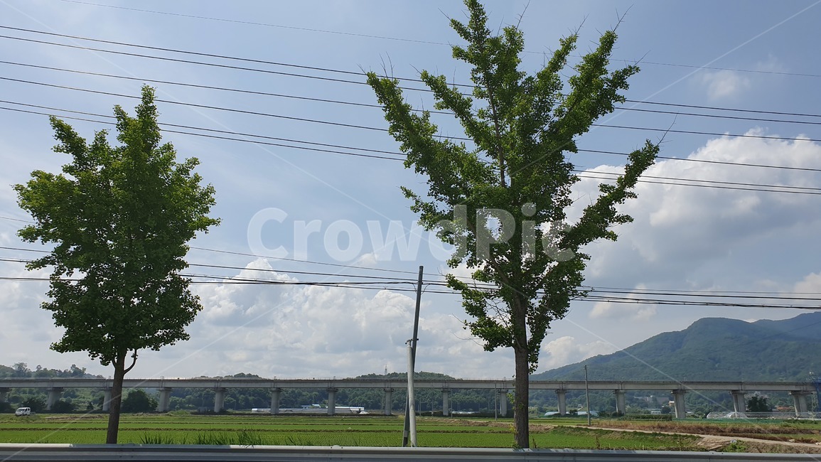 tree,나무,plant,식물,풍경,시골,하늘