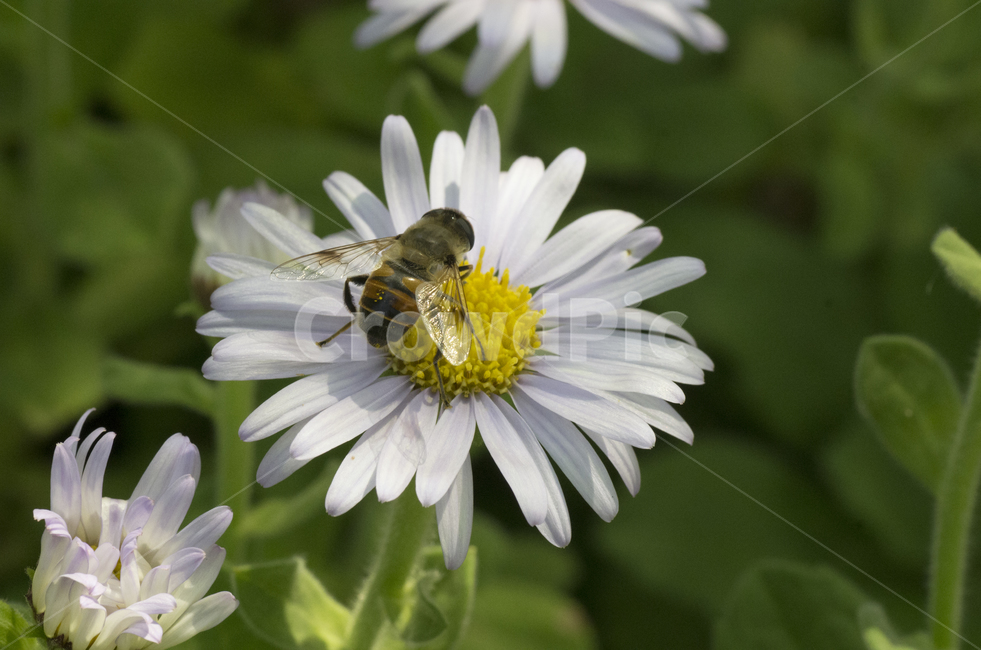 산국,국화,곤충,가을꽃,가을곤충,꽃등에,동물,animal,곤충,벌레,insect,bug