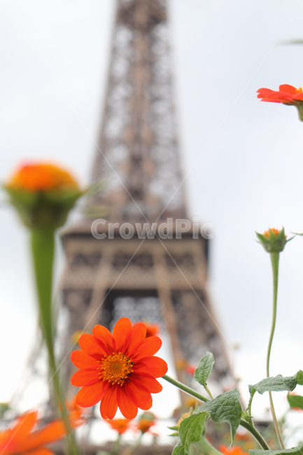 plant,꽃잎,식물,flower,꽃,에펠탑,eiffeltower,세계랜드마크,해외랜드마크,외국랜드마크,world landmark,world tourist attraction,꽃,flower,blossom,petal