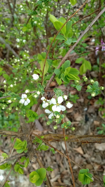 꽃,봄꽃,plant,blossom,flower,하얀색꽃,검정알나무,가백당나무,쥐똥나무꽃,쥐똥나무