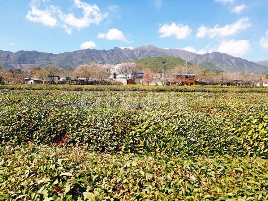 하동다원,다원,차밭,녹차밭,시골풍경,봄풍경,자연,풍경,nature,landscape,outdoors,옥외,rural,농촌,farm,농장,field,들