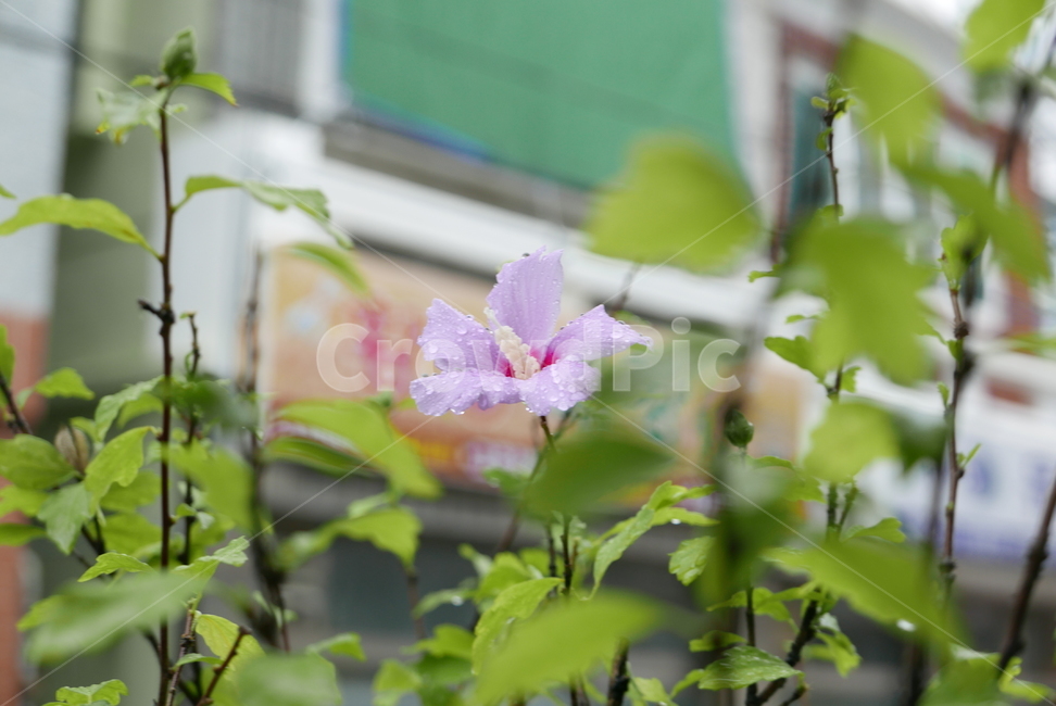 꽃,무궁화,식물,대한민국,plants,nature,flower