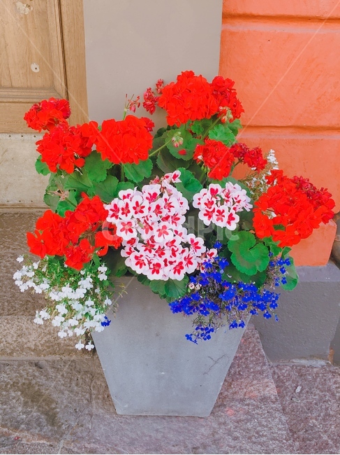 꽃화분,빨간꽃화분,예쁜꽃화분,색채,colorful