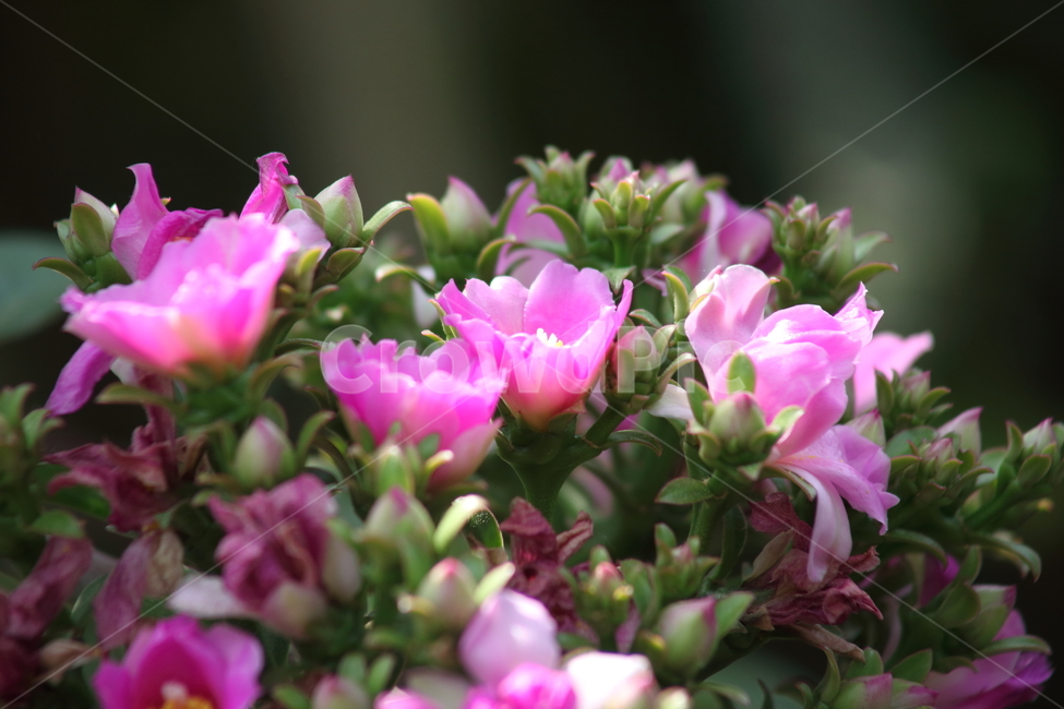 사쿠라기린,꽃,식물원,선인장,rhodocactusbleo