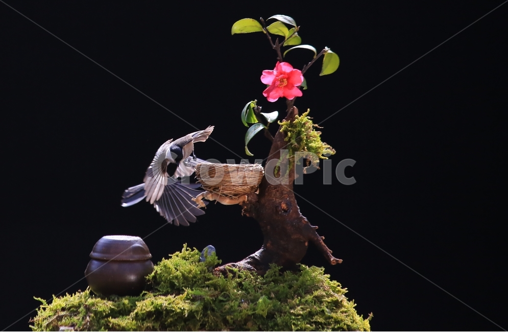plant,식물,animal,동물,bird,새,새집,동박새,이끼,항아리,동백,동백꽃,식물,자연,plants,nature,꽃,flower,동물,animal,조류,새,birds
