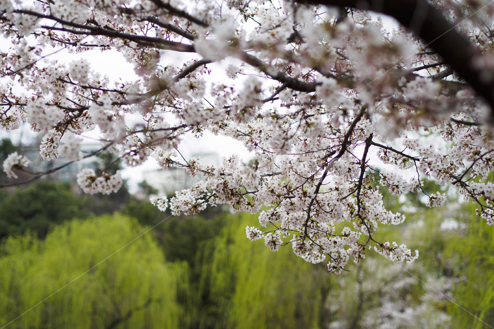 꽃,벚꽃,봄,흰색,배경,낮,계절,spring,season,풍경,나무,flower,오후,흐린,white,검정,black,보케,배경흐림,아웃포커스,포커싱,감성,꽃송이,식물,자연,plants,nature,봄꽃,하늘,봄,계절,spring,season,자연,풍경,nature,landscape,plant,blossom