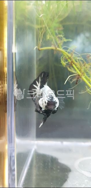 white,fish,black,water plant,water,beta