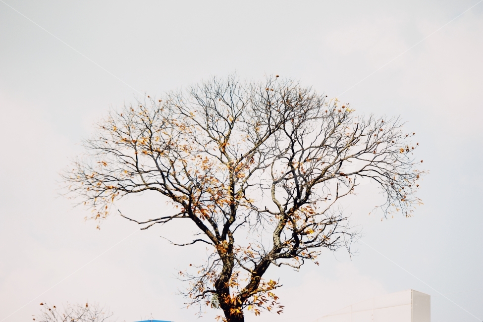 가을,풍경,나무,단풍,낙엽,강,새,고요,아침,경관,자연,풍광,nature,landscape,한국자연풍경,한자연경관,koreanaturelandscape,감성,감정,sensible,feeling,emotion,계절,season,마을,rural,한국전통,한국문화,koreatraditional,koreaculture,plant,trees,wood,가을,계절,fall,autumn,season,식물,자연,plants,nature,나무,trees,wood,tree,tree trunk,나무 줄기