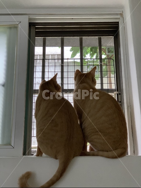 고양이,호기심,관심,동물,밖