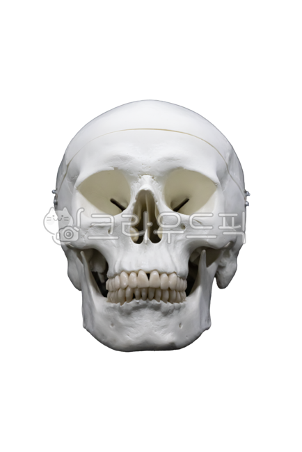 jaw,horror,chin,festival,Editing source,removebackground,Halloween Day,holloween,holloweenparty,halloween festival,Skull,skull,Halloween,event,scared,party,fear