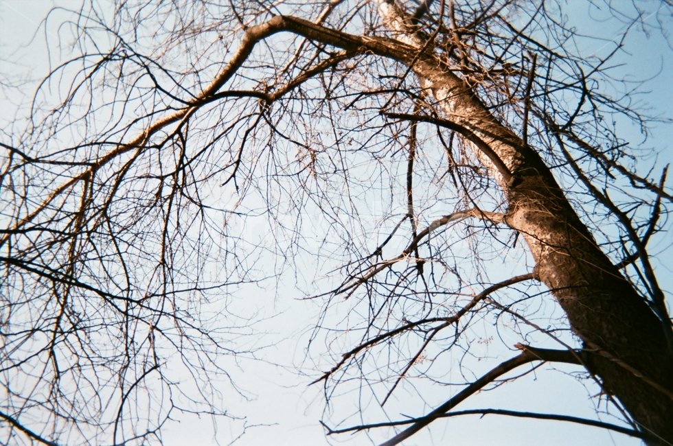 하늘,나무,나뭇가지,겨울,필름,필름카메라,아날로그,식물,자연,plants,nature,나무,trees,wood