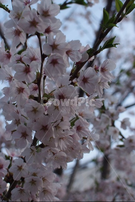 벚꽃,봄,식물,꽃,하늘,cerasus,벚나무,자연,flower,하얀색,분홍색,연분홍,pink,만개,봄,계절,spring,season,꽃,flower,plant,blossom,cherry blossom
