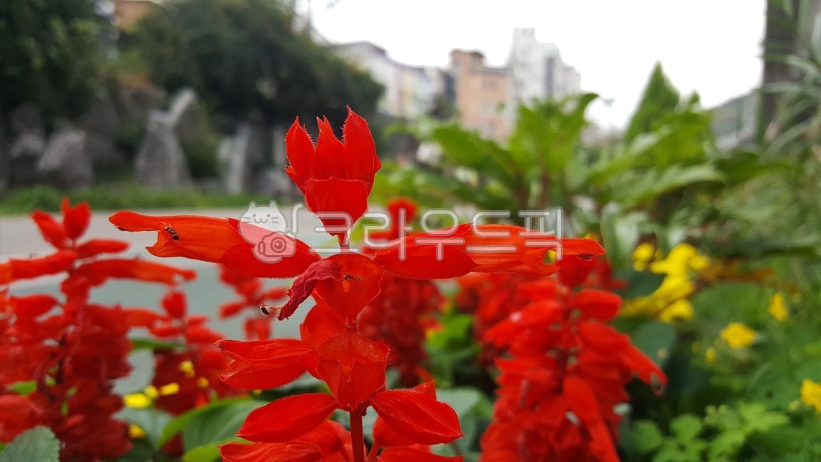 셀비어,사루비아,빨간꽃,식물,plant