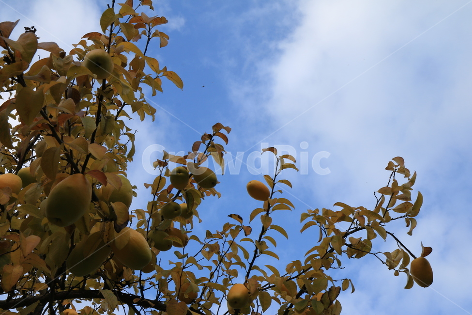 나무,식물,농촌,자연,옥외,지방,가을,감성,하늘,구름,모과,tree,plant,ruralarea,nature,outdoor,area,autumn,sensibility,sky,cloud,quince,음식,food,과일,fruit,과일,열매,fruit