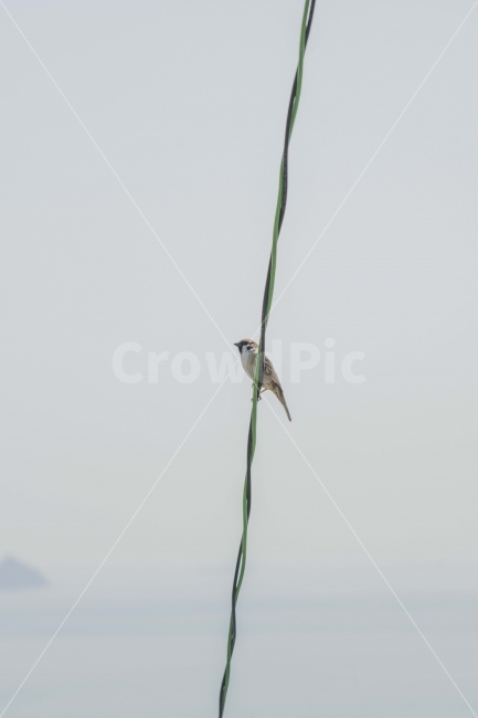 새,참새,짹짹,조류,동물,동물,animal,조류,새,birds