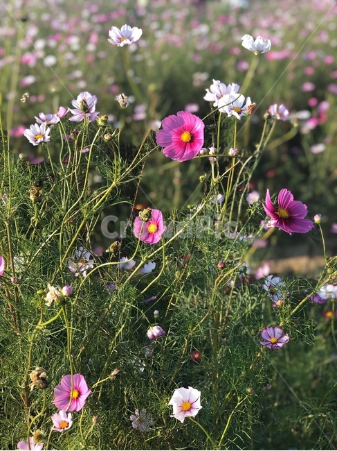 자연,꽃,코스모스,식물,blossom,plant,flower,가을,autumn,fall,cosmos,nature,식물,자연,plants,nature,꽃,flower
