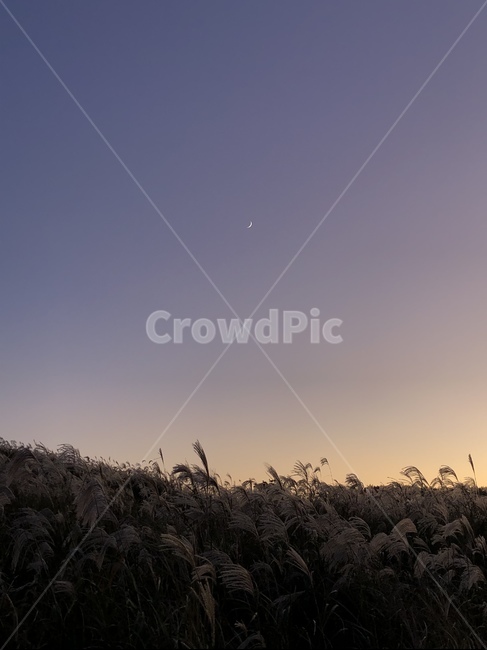 노을,일몰,하늘,억새,달,자연,sunset,sky,purple