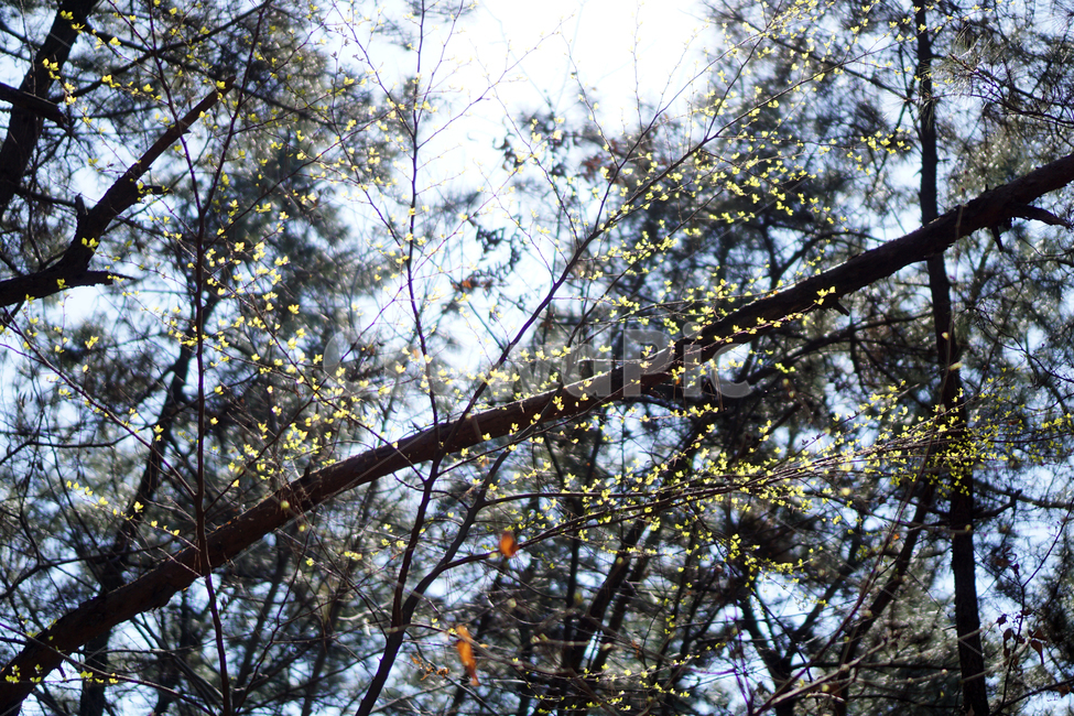 나무,새싹,생명,자연,식물,분위기,감성,계절,봄,tree,sprout,shoot,life,nature,plants,spring,season,sensible,feeling,wood,자연,풍경,nature,landscape,plant