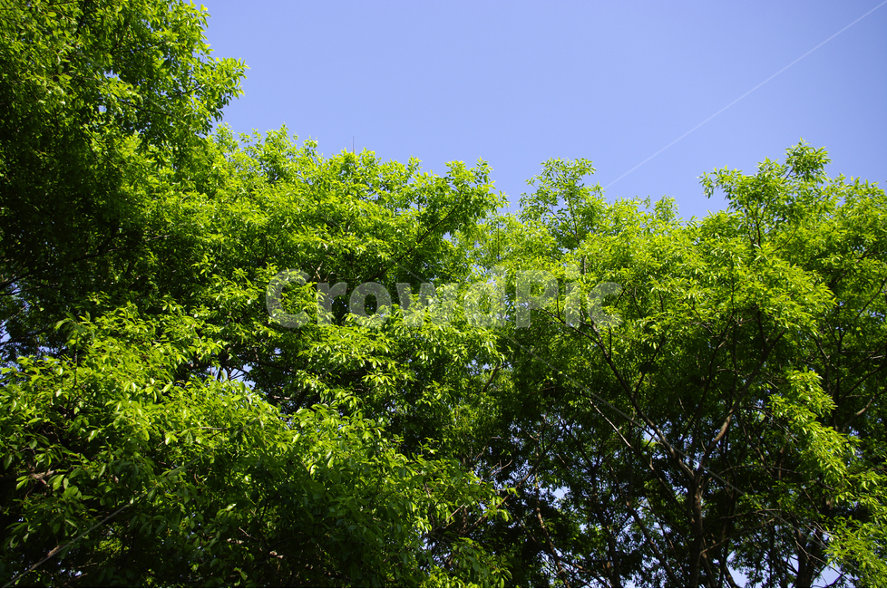 나무,풍경,풍광,초록,자연,color,숲,하늘,바람,자연,풍경,nature,landscape,tree,plant,식물