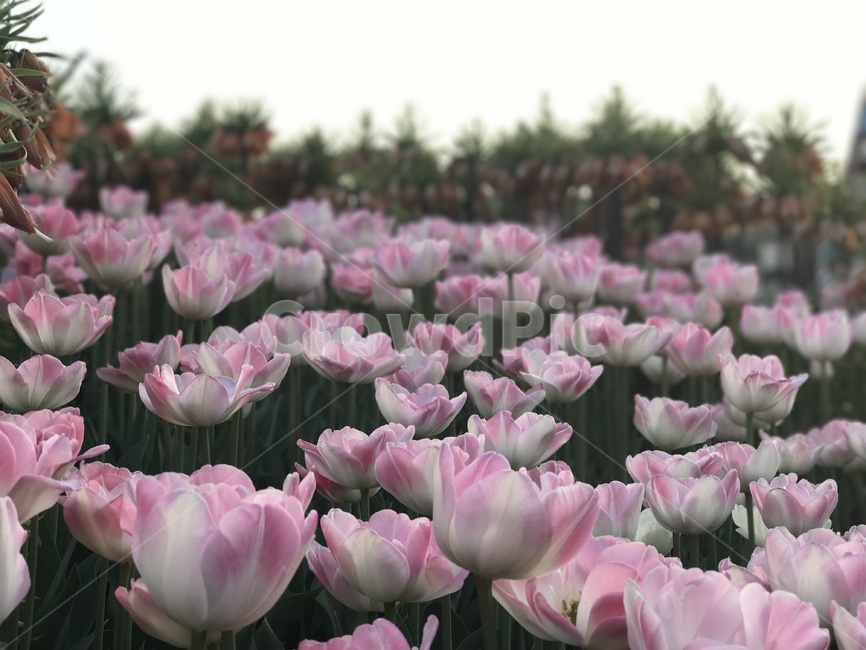 꽃,봄날,봄,튤립,꽃구경,봄꽃,풍경,평온,ㅑ,식물,자연,plants,nature,꽃,flower