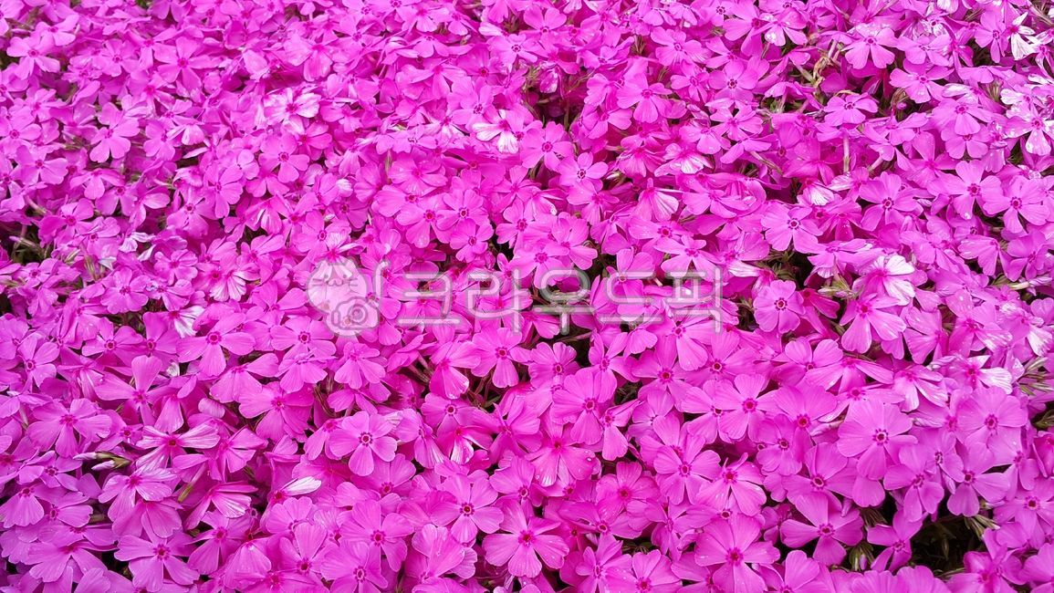 꽃잔디,phloxsubulata,꽃,꽃잎,petal,핑크,pink,보라,purple,봄,flower