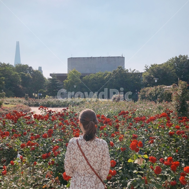 여자,뒷모습,장미,여름,풍경