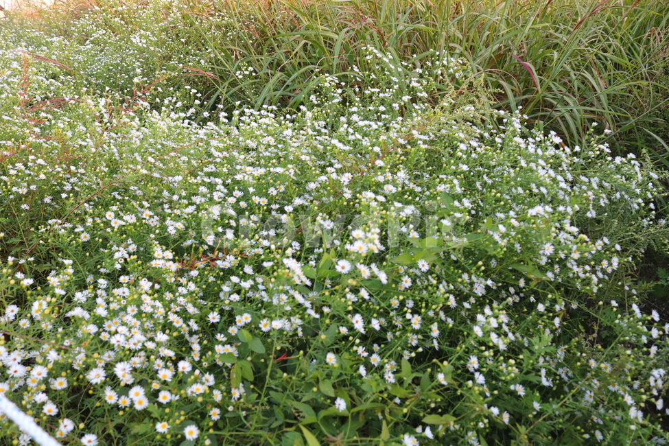 미국쑥부쟁이,쑥부쟁이,야생화,꽃,식물,미국쑥부쟁이꽃,중도국화,털쑥부쟁이,국화,국화과,들꽃,식물,자연,plants,nature,꽃,flower